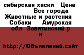 l: сибирская хаски › Цена ­ 10 000 - Все города Животные и растения » Собаки   . Амурская обл.,Завитинский р-н